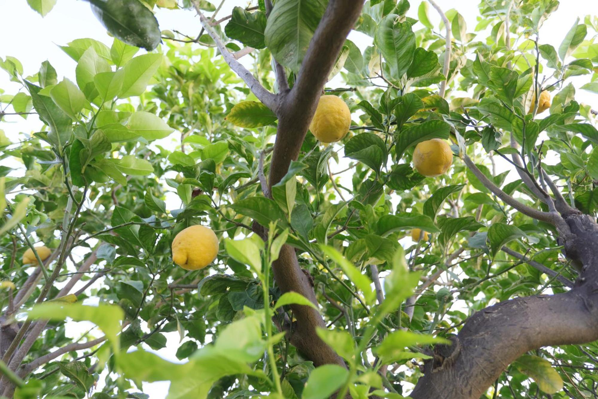 Relais Dea Degli Ulivi Ξενοδοχείο Αγκριτζέντο Εξωτερικό φωτογραφία