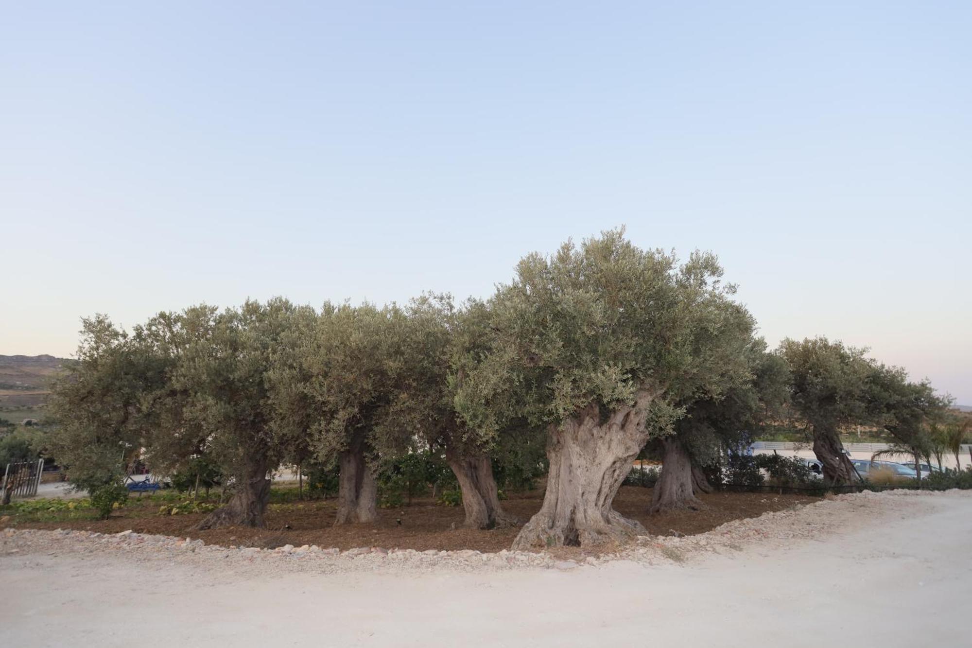 Relais Dea Degli Ulivi Ξενοδοχείο Αγκριτζέντο Εξωτερικό φωτογραφία
